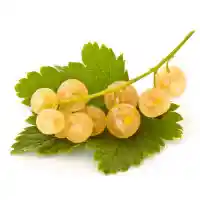 қарақат1