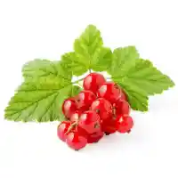 қарақат3